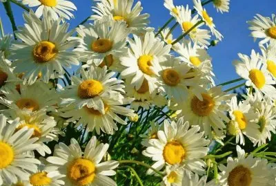 פאזל של imagens