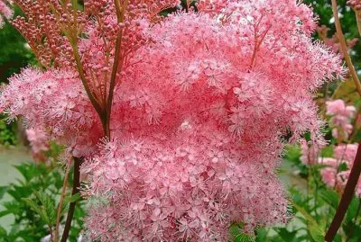 פאזל של imagens