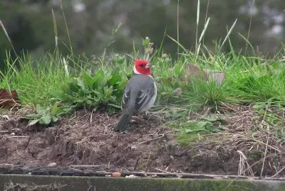 פאזל של cardenal