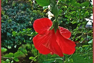 hibisco jigsaw puzzle