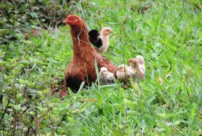 Galinha e seus pintinhos na relva