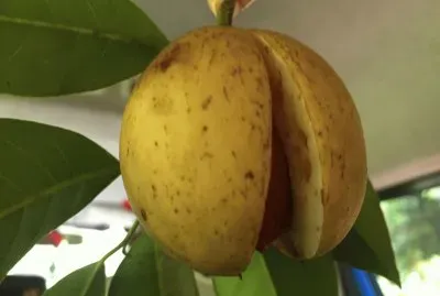 פאזל של Fruto da Moscateira