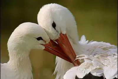 ×‘×¨×‘×•×¨×™× jigsaw puzzle