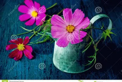 Zully Gacia jigsaw puzzle