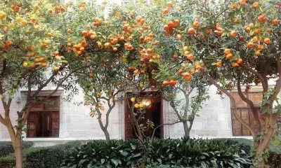פאזל של patio de los naranjos-lonja de la seda
