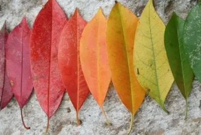 multicolor jigsaw puzzle