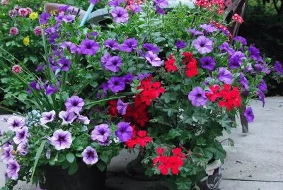 פאזל של Gorgeous Petunias and Geraniums