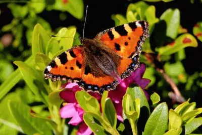 mariposa jigsaw puzzle