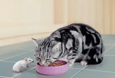 convidame jigsaw puzzle