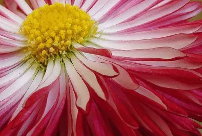 bellis perennis jigsaw puzzle