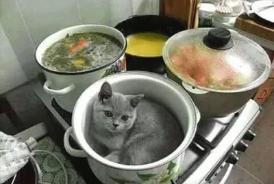 ×—×ª×•×œ