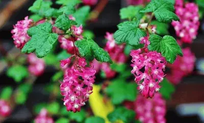 imagens jigsaw puzzle