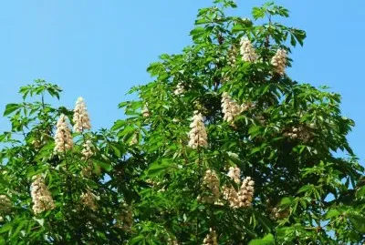 imagens jigsaw puzzle