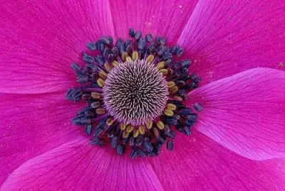 Pink with Royal Purple