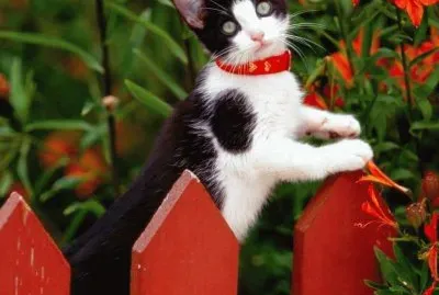 gato