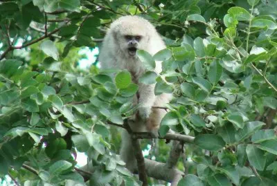 mono gruÃ±Ã³n jigsaw puzzle