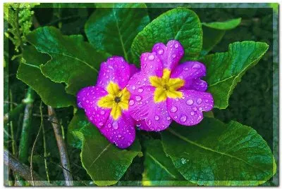 rocÃ­o jigsaw puzzle