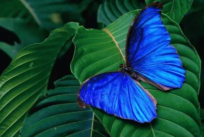 mariposa tropical jigsaw puzzle