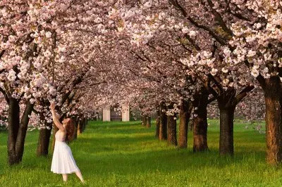 cerezos jigsaw puzzle