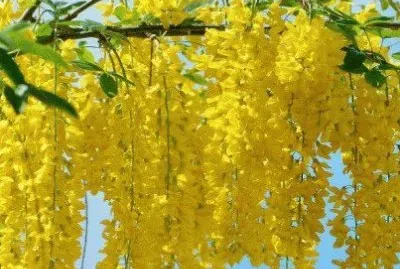 imagens jigsaw puzzle