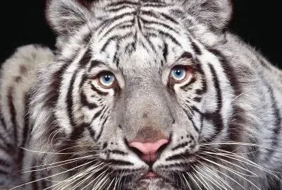 amazing tiger