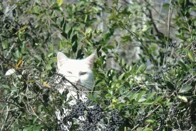White cat in the bush