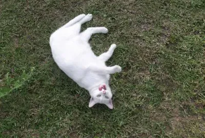White Kitty