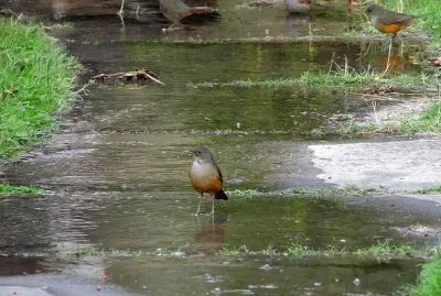 zorzales jigsaw puzzle