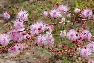plumerillo rosado