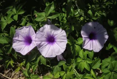 campanillas