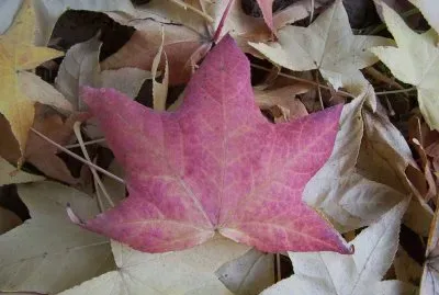 otoÃ±o