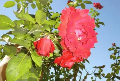 imagens jigsaw puzzle