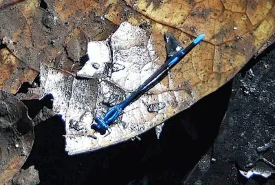 mamimich jigsaw puzzle