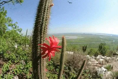 NATUREZA