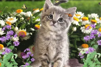 Cute Kitten