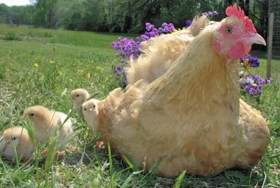 Mamma and Babies