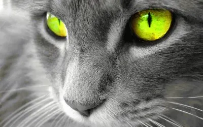 Green Eyes