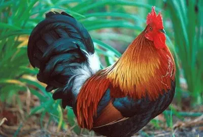 Beautiful Rooster