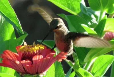 פאזל של colibrÃ­