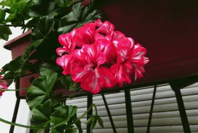 פאזל של geranio