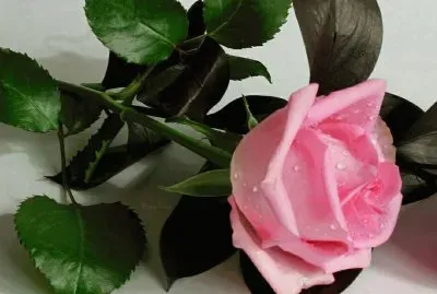 imagens jigsaw puzzle