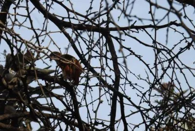 El Ã¡rbol y el pÃ¡jaro