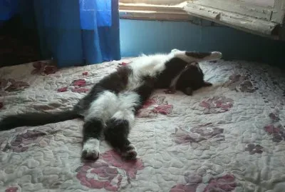 sleeping cat