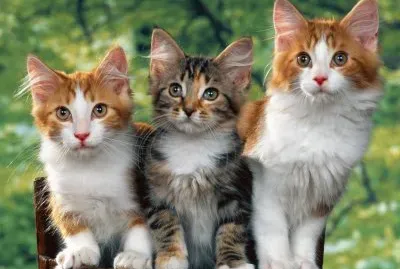 פאזל של Kitten Portrait