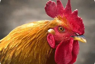 Rooster