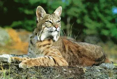 Bobcat