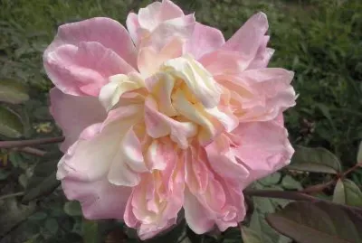 fotos de flores e lugares