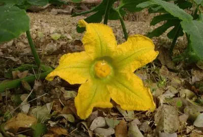 פאזל של curcubita ficifolia