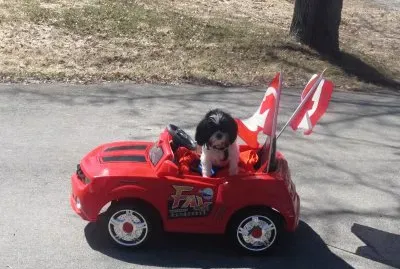 Meet Camaro Sue in his very own Camaro