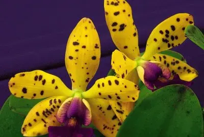 פאזל של imagens